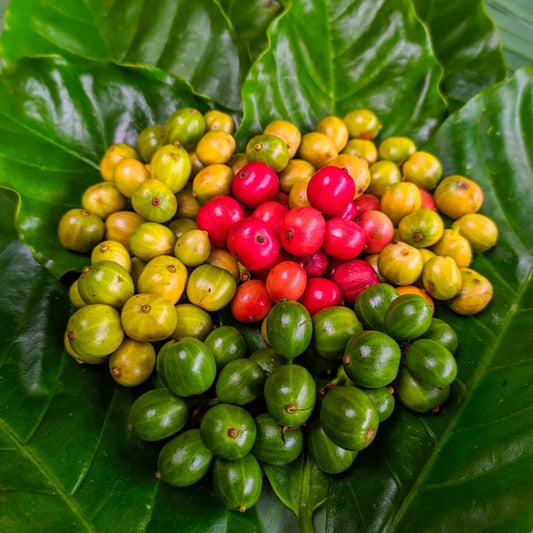 Special Origin Sumatran