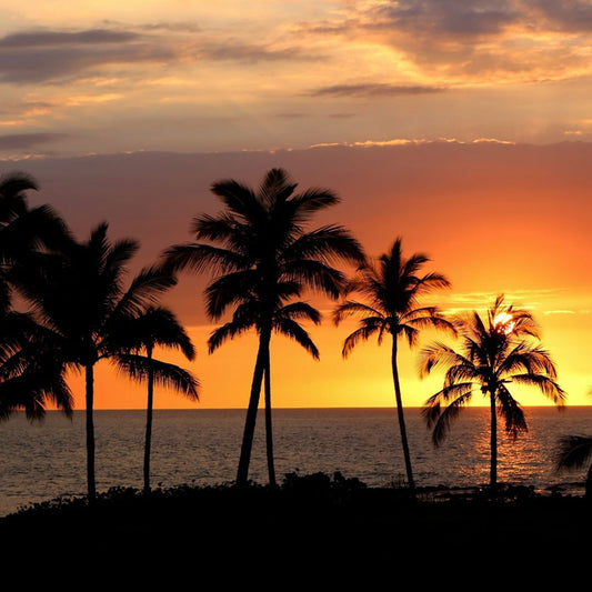 Hawaiian Hazelnut